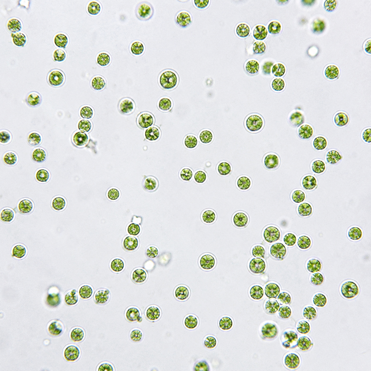 Chlorella au microscope